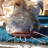 another Queensland catfish